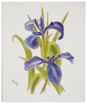 Iris