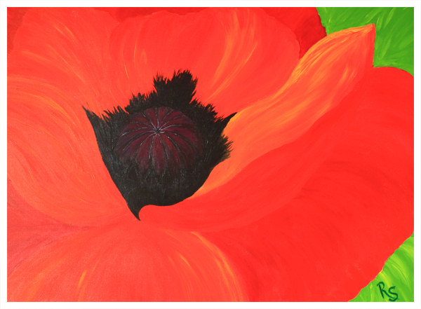 Oriental Poppy