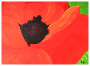 Oriental Poppy